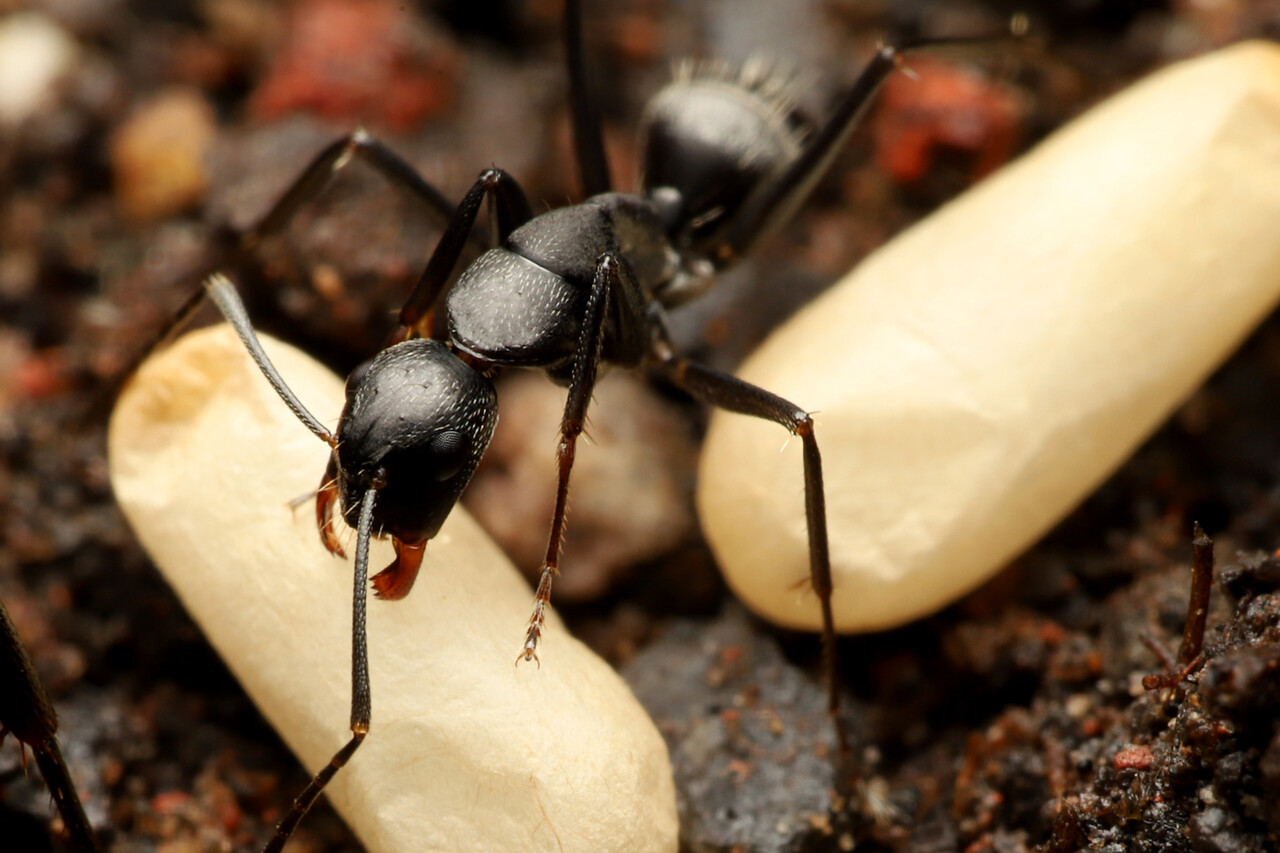 日本最大種の一つ クロオオアリのコロニー 高品質 クロオオアリ コロニー １群(K09) 日本最大種 北海道 女王アリ