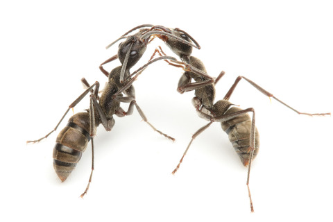 トゲオオハリアリの口移しによる栄養交換