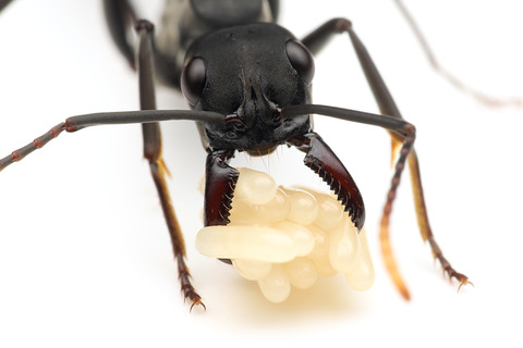 アピカリスオオハリアリ