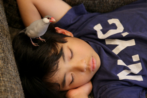 息子のことが大好きな文鳥