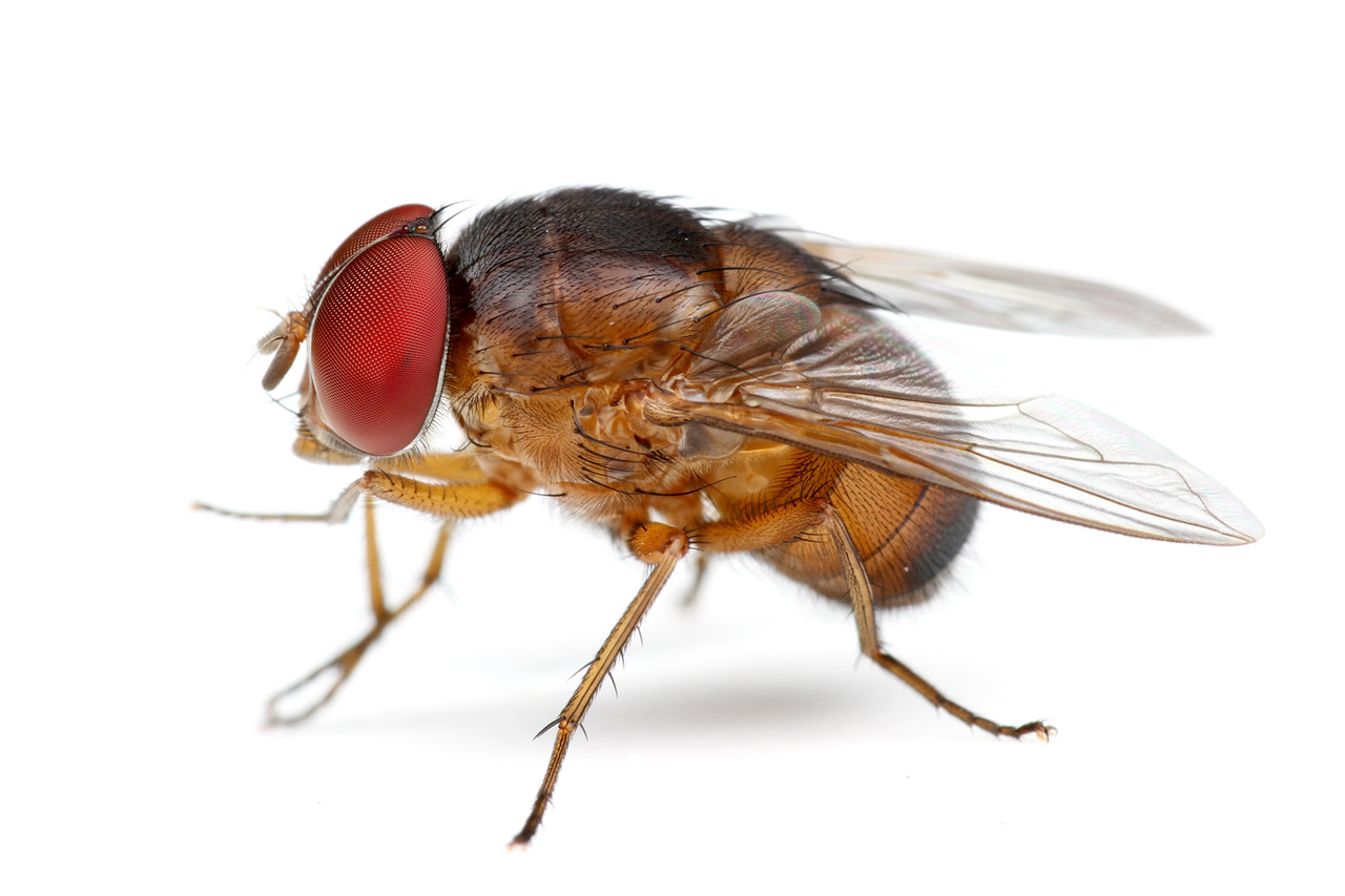 新種発見 カエルの卵を食べるウリンクロバエ ありんこ日記 Antroom 新種発見 カエルの卵を食べるウリンクロバエ ありんこ日記 Antroom