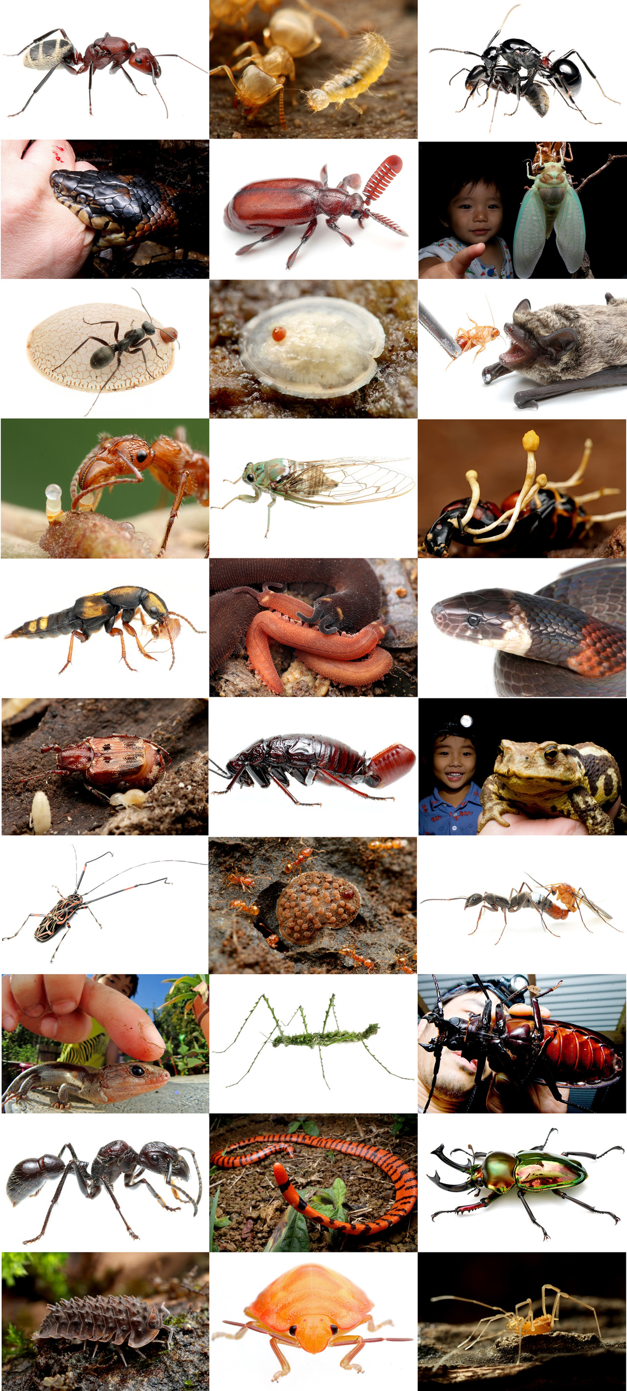 2016年の思い出深い出来事 : ありんこ日記 AntRoom