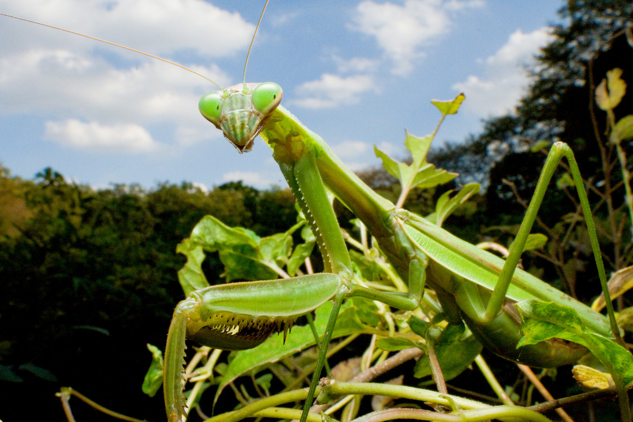 秋のオオカマキリ ありんこ日記 Antroom 秋のオオカマキリ ありんこ日記 Antroom