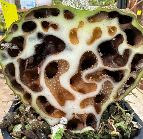 アリダマ