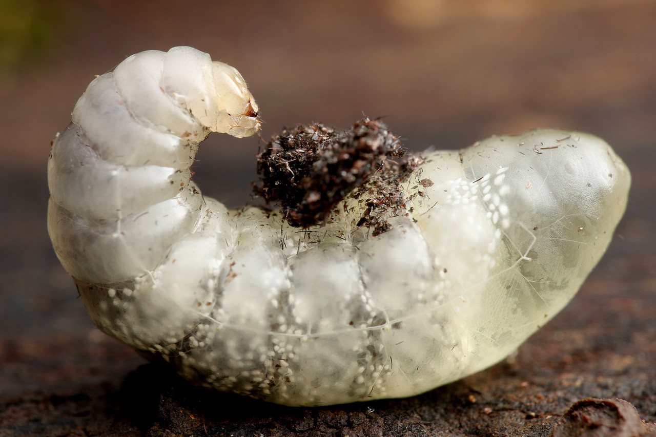 クモに寄生するベッコウバチの一種 ありんこ日記 Antroom