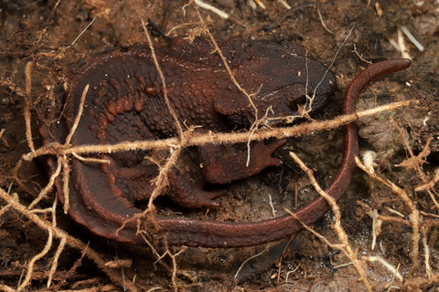 巨大イボイモリ