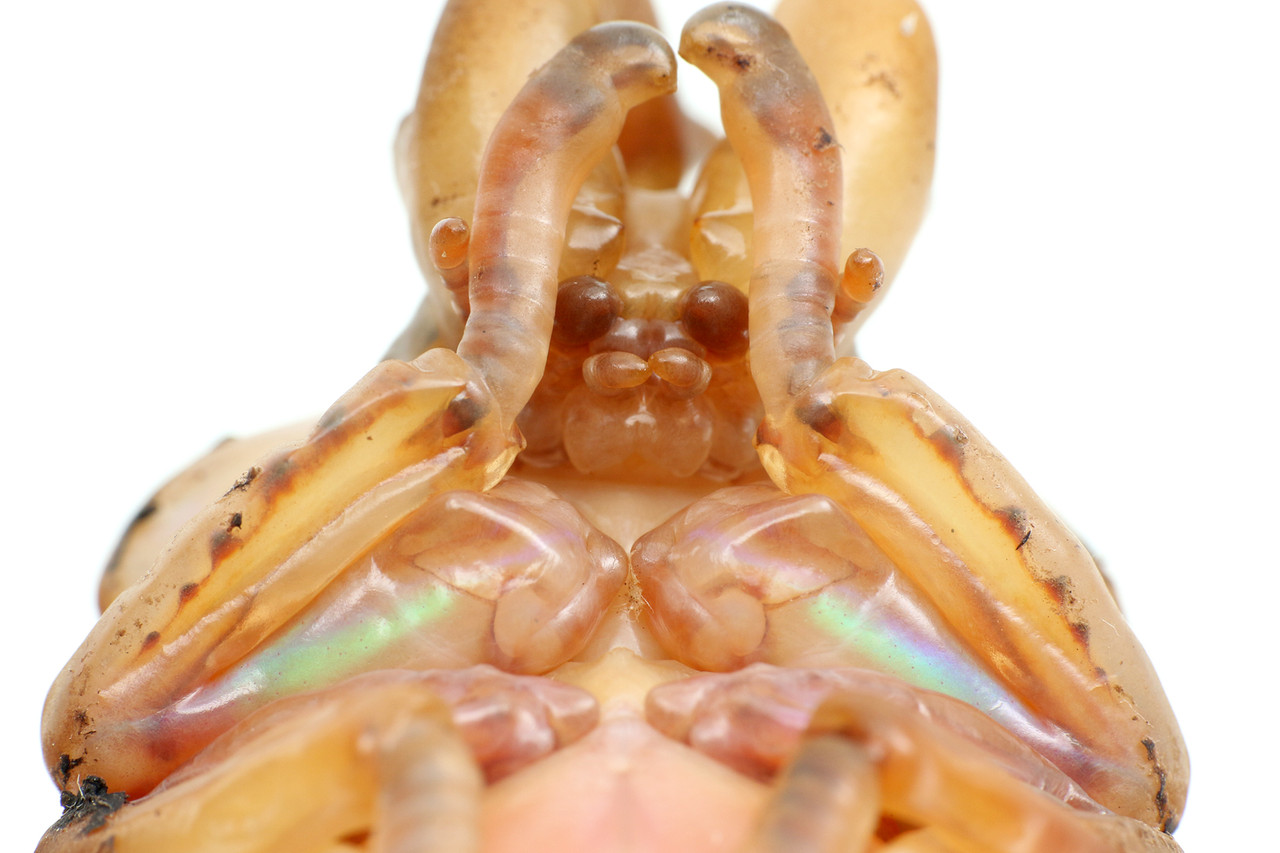 ニジイロクワガタはサナギも虹色 ありんこ日記 Antroom ニジイロクワガタはサナギも虹色 ありんこ日記 Antroom