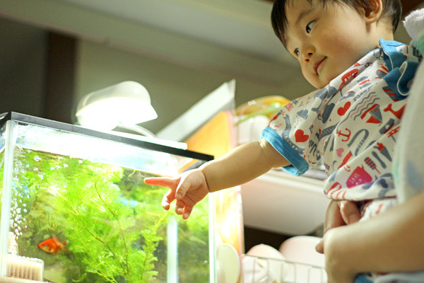 金魚を飼う ありんこ日記 Antroom