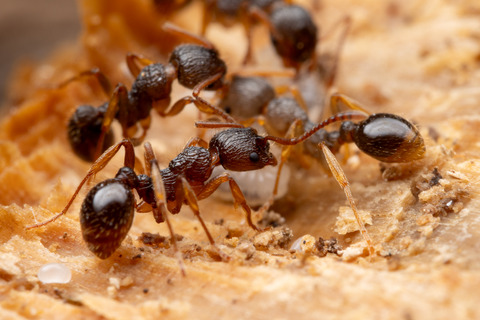 ��������ʪ��˭�٤ʥ��說��������