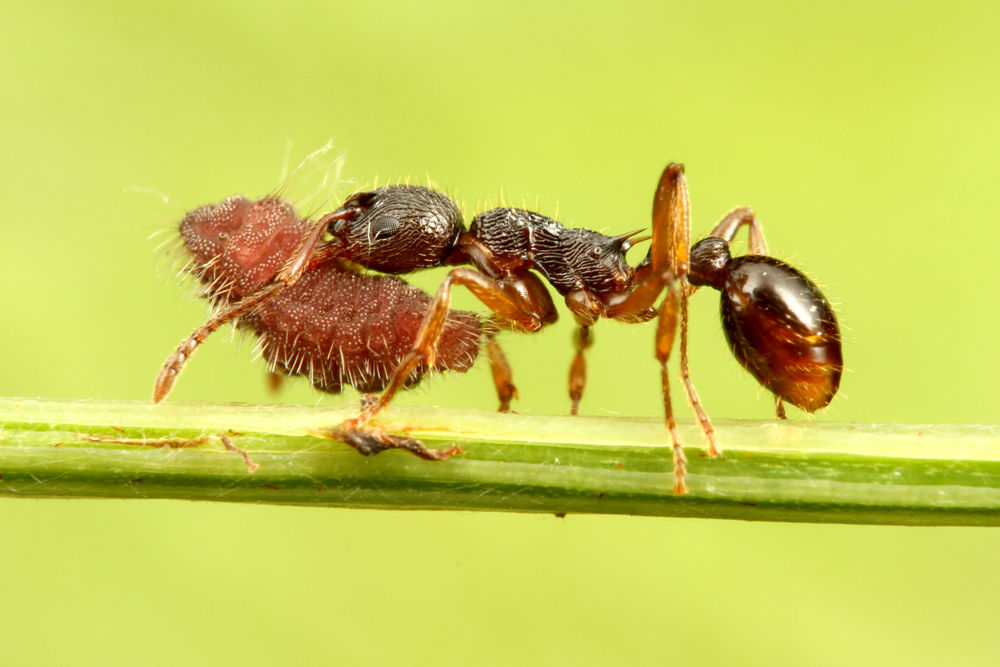 ありんこ日記 Antroom