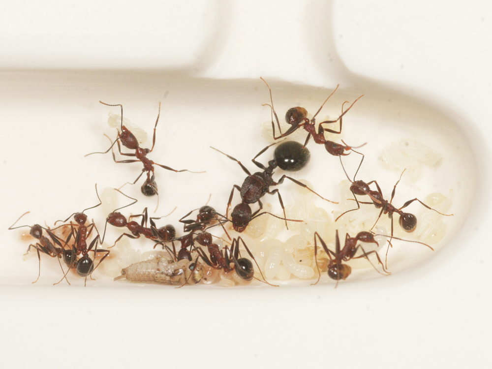 自力でエサを食べる幼虫 ありんこ日記 Antroom 自力でエサを食べる幼虫 ありんこ日記 Antroom