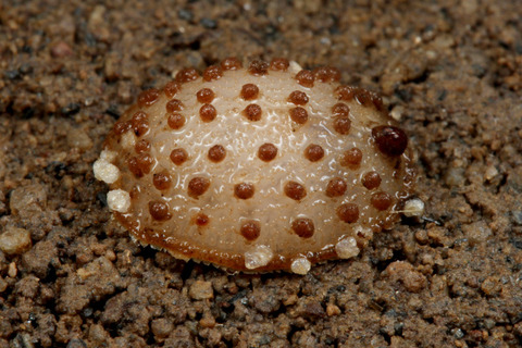 ヒメルリイロアリスアブ