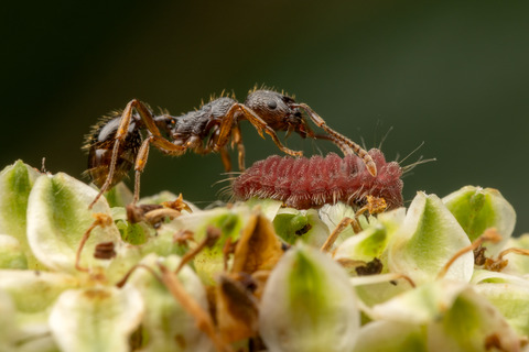 ���ޥ����ߤλ���