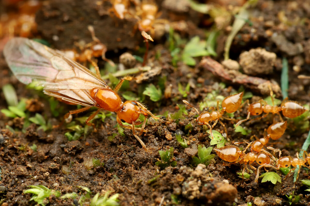 ありんこ日記 Antroom