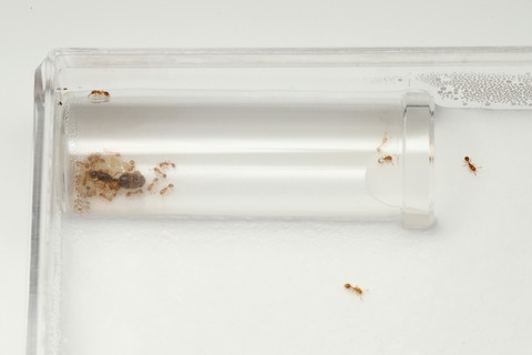 石膏飼育ケース ガラスの小部屋付き