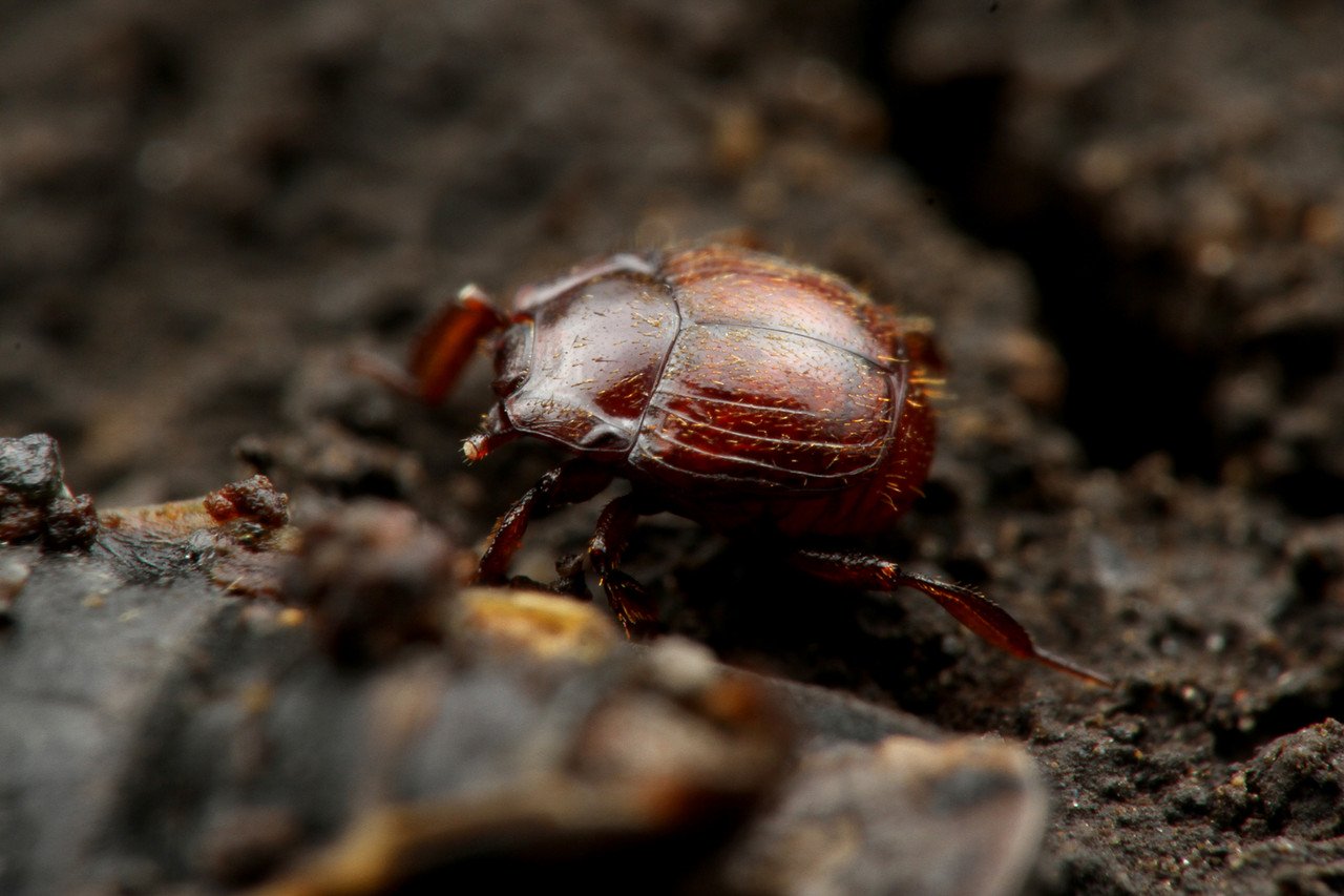 アリの巣で暮らすクロアリヅカエンマムシ ありんこ日記 Antroom