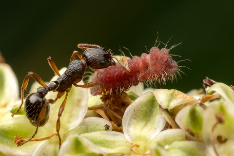 ���ʥ��ˤʤä����ޥ�����