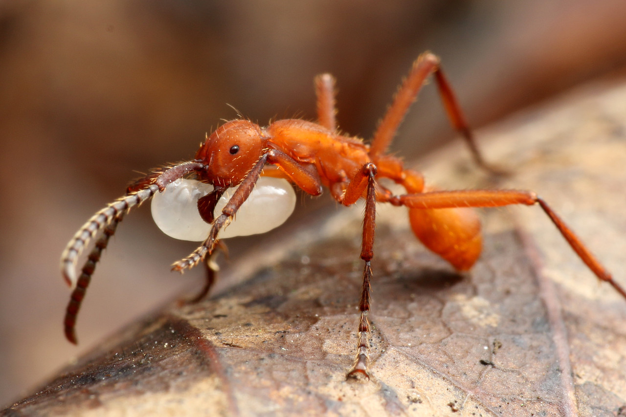 グンタイアリの行列を撮る ありんこ日記 Antroom
