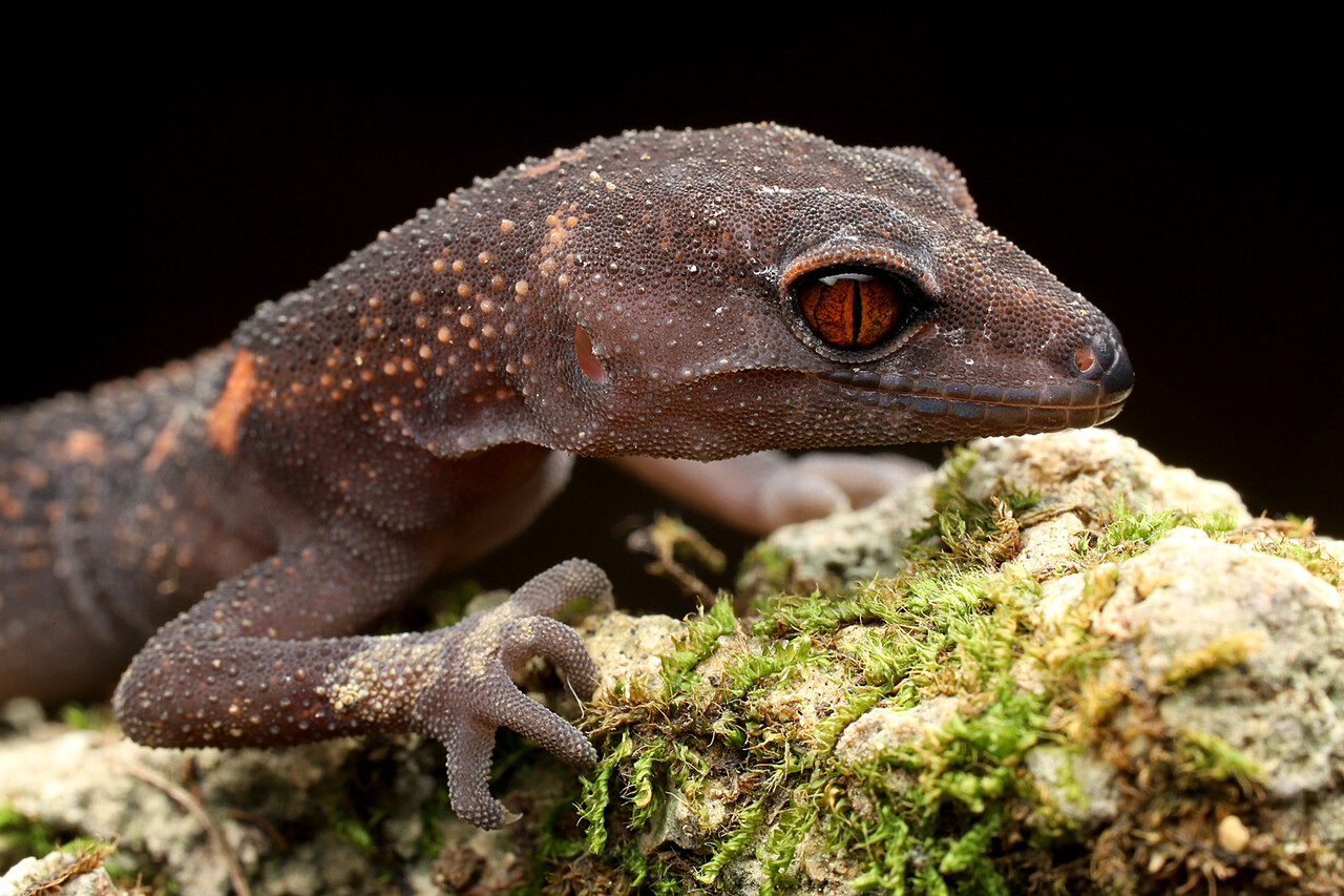那覇市で暮らすクロイワトカゲモドキ : ありんこ日記 AntRoom