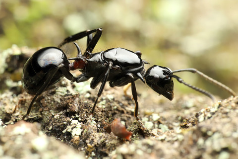 トゲアリの結婚飛行の季節