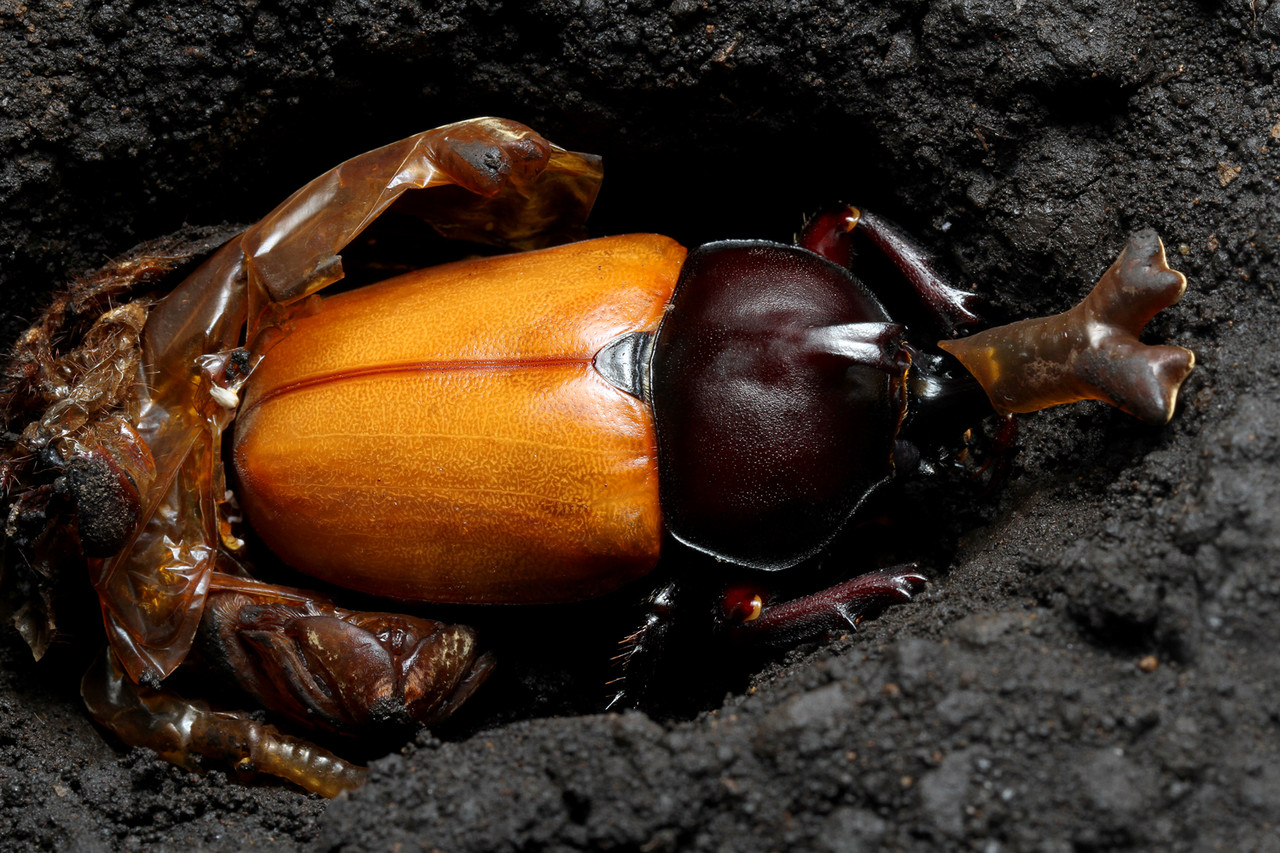 カブトムシすべて羽化 ありんこ日記 Antroom