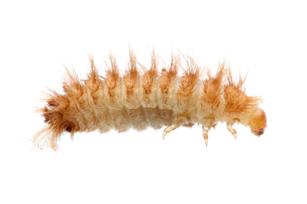 カマキリタマゴカツオブシムシの累代飼育 : ありんこ日記 AntRoom