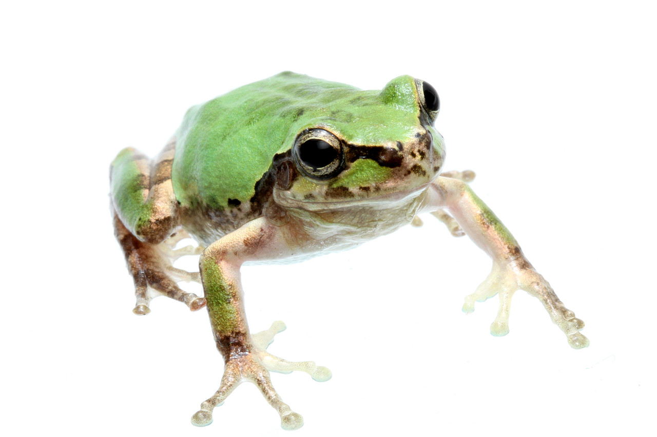 珍しいニホンアマガエル発見 ありんこ日記 Antroom 珍しいニホンアマガエル発見 ありんこ日記 Antroom