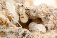 Pseudotermitoxenia nitobei
