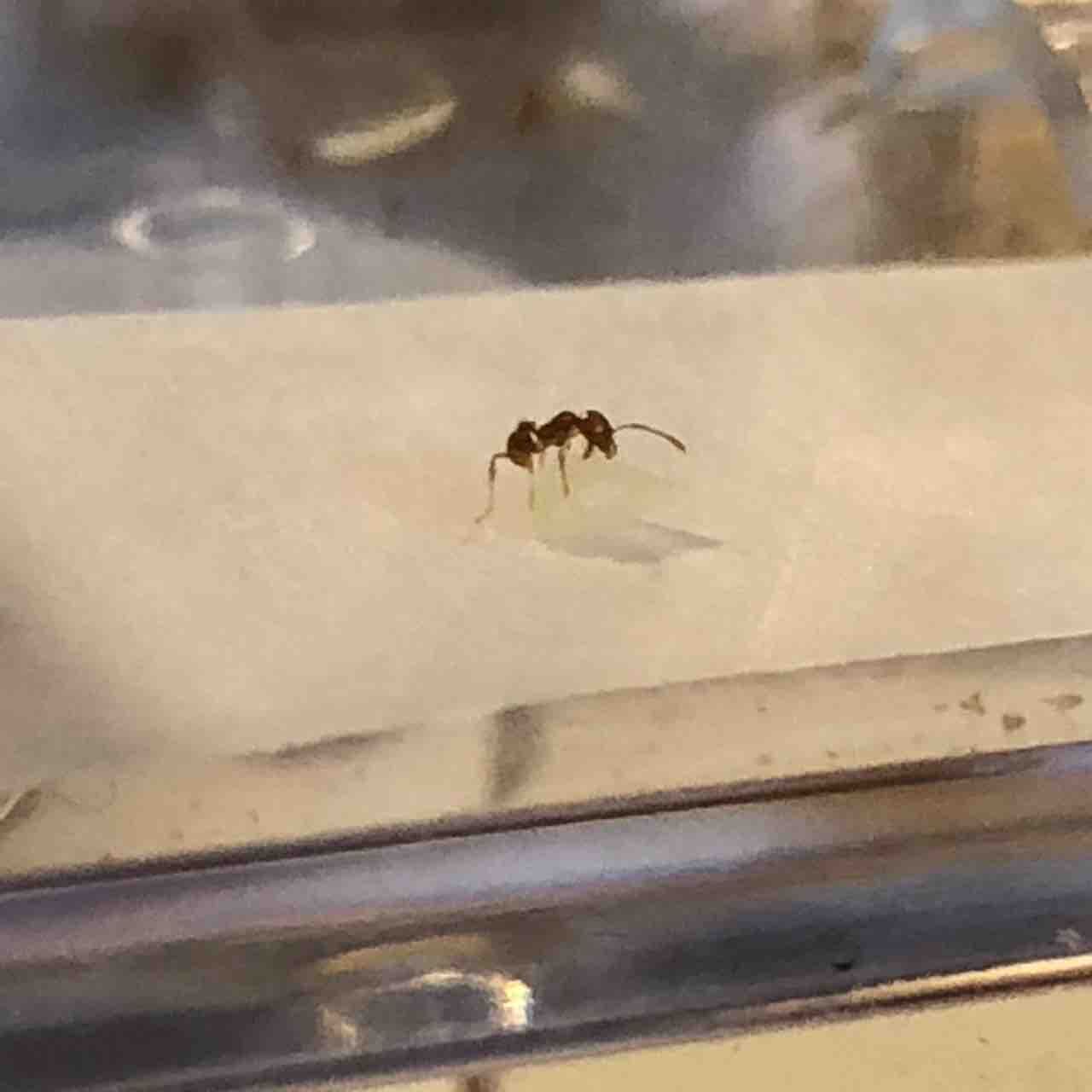 日目 姉が妹ごとチーズを運びます ありを眺めながら覚書 ありメモ 日目 姉が妹ごとチーズを運びます ありを眺めながら覚書 ありメモ