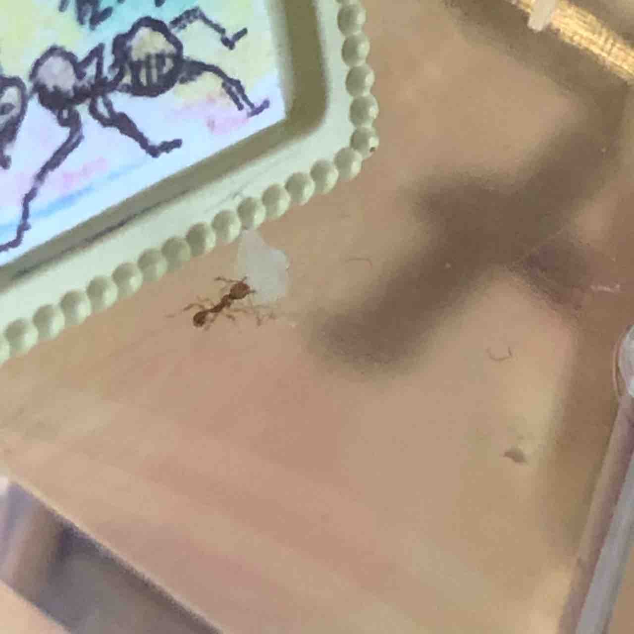 日目 姉が妹ごとチーズを運びます ありを眺めながら覚書 ありメモ 日目 姉が妹ごとチーズを運びます ありを眺めながら覚書 ありメモ