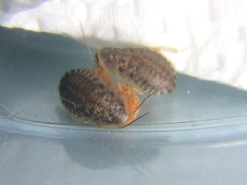 その他趣味 Shigeの蟻飼育 その他趣味 Shigeの蟻飼育