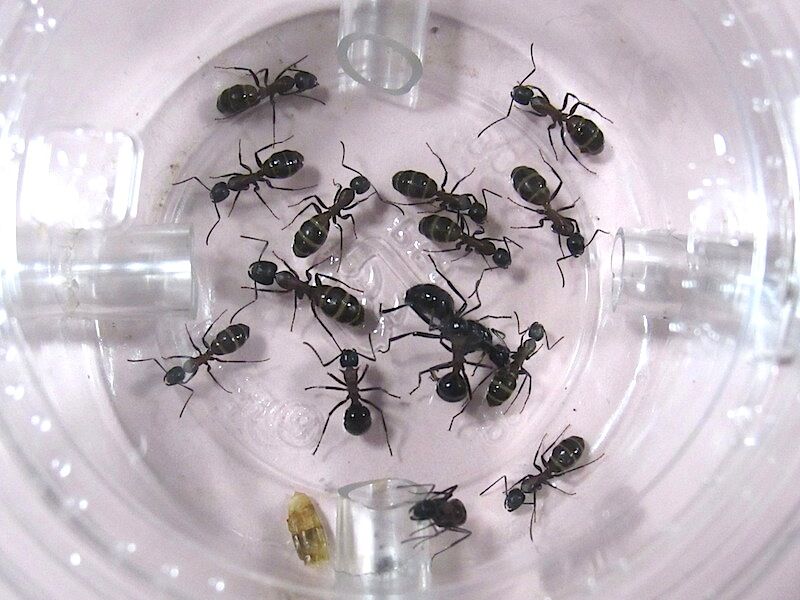 ムネアカの越冬幼虫は食べてしまったようだ Shigeの蟻飼育