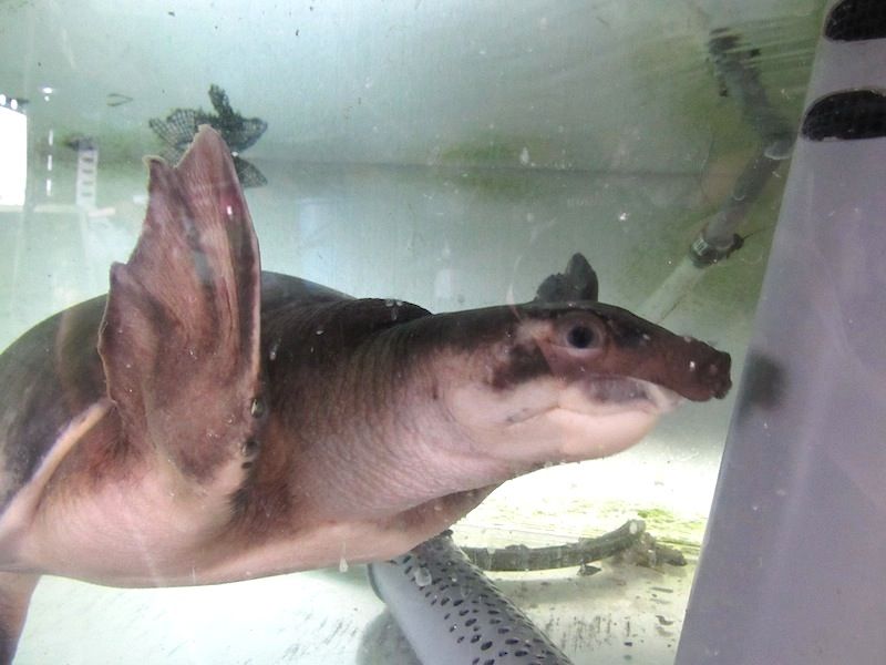 スッポンモドキの濾過槽を増設 Shigeの蟻飼育