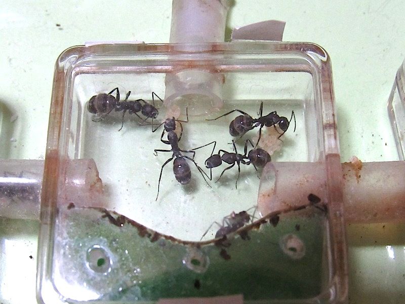 オスアリになる越冬幼虫 Shigeの蟻飼育