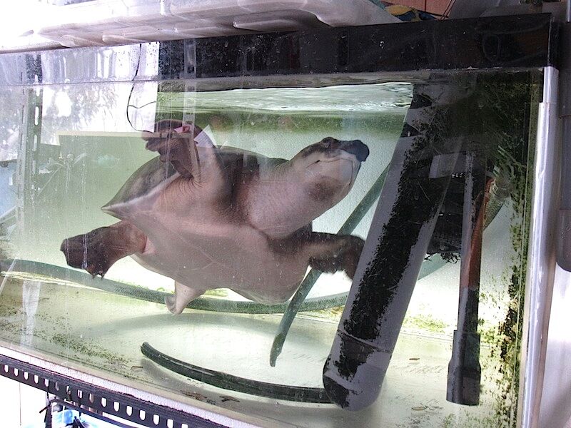 カメ Shigeの蟻飼育