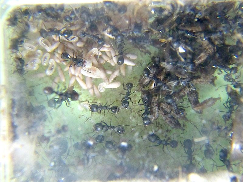 冬のクロナガアリたち Shigeの蟻飼育