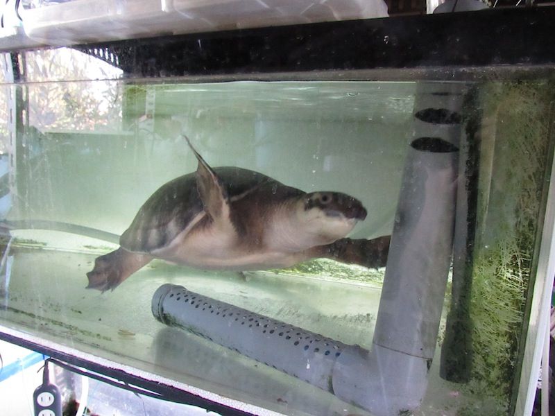 スッポンモドキは何でも噛む Shigeの蟻飼育 スッポンモドキは何でも噛む Shigeの蟻飼育