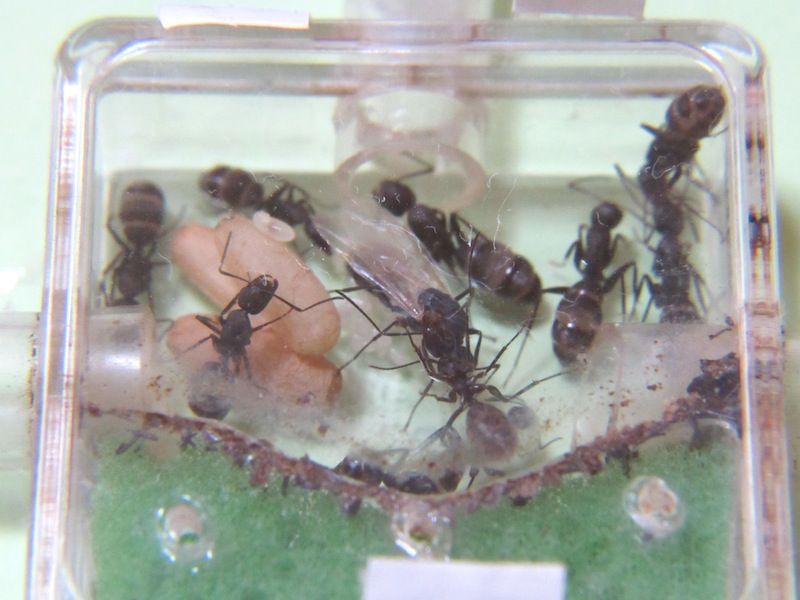 生物学 Shigeの蟻飼育