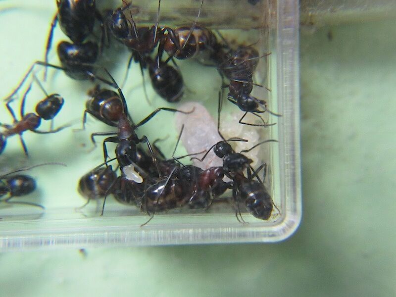 越冬幼虫がマユになった Shigeの蟻飼育