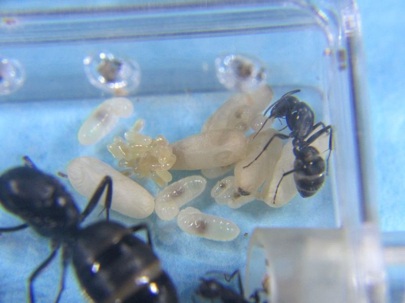 女王アリの顔 Shigeの蟻飼育 女王アリの顔 Shigeの蟻飼育