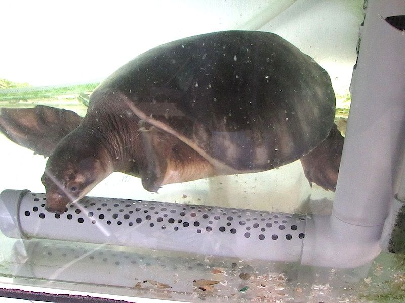 亀 Shigeの蟻飼育