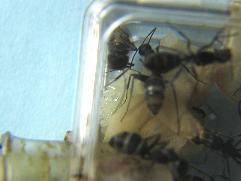 クロオオアリ 15 3 加温 Shigeの蟻飼育