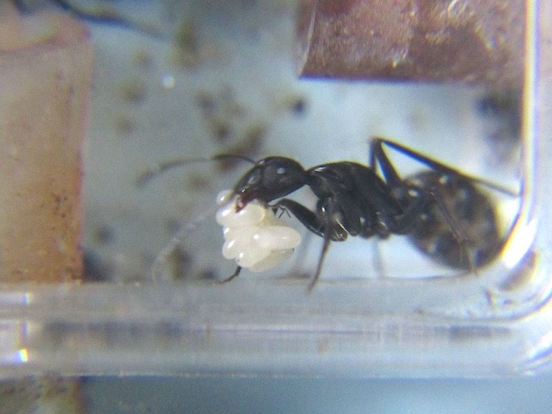 １１匹全員います Shigeの蟻飼育