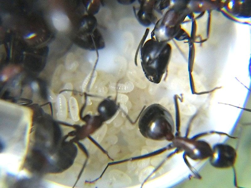 越冬幼虫たちの近況 Shigeの蟻飼育