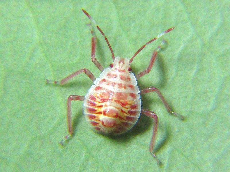 キマダラカメムシ ２令に脱皮後の変化 Shigeの蟻飼育