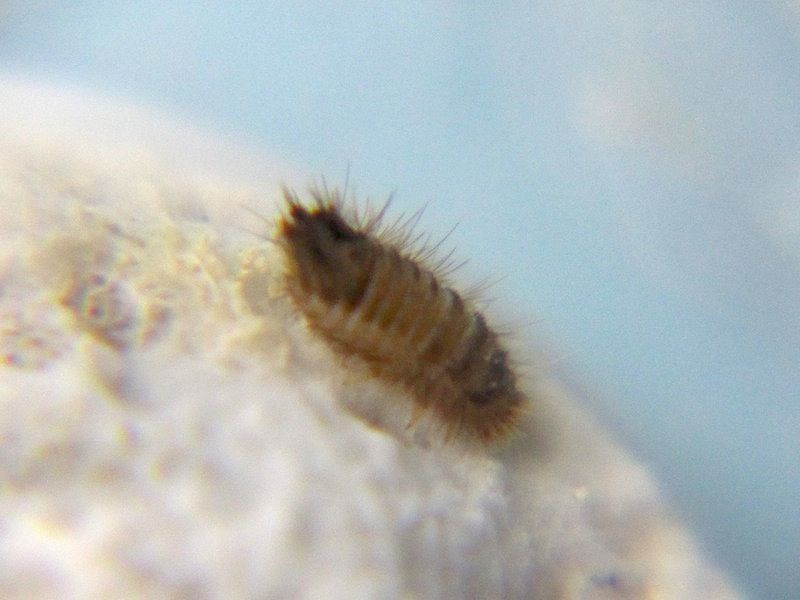 ヒメマルカツオブシムシの幼虫２ Shigeの蟻飼育
