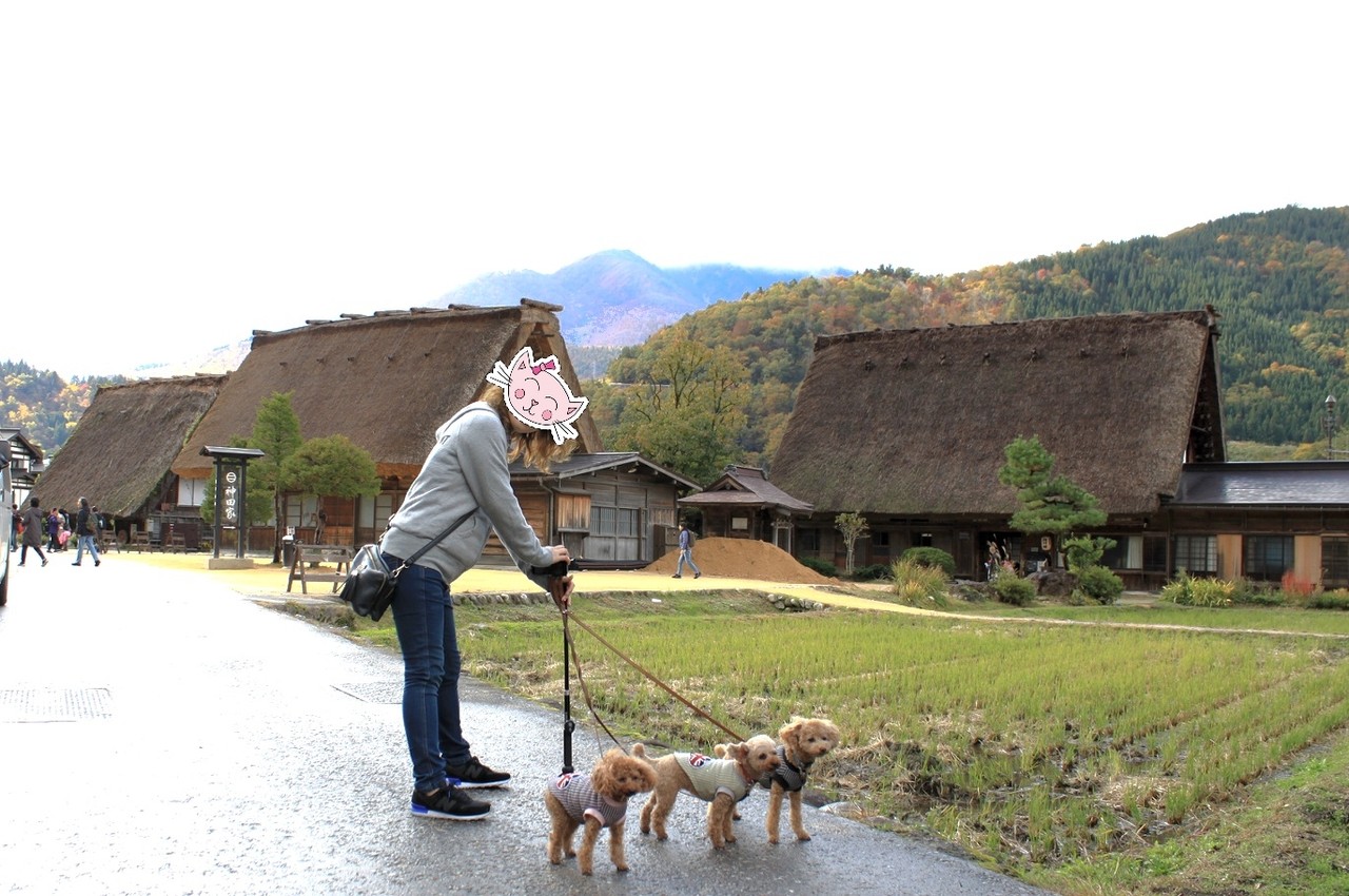 白川郷 犬連れ旅行岐阜県 あんずの休日 白川郷 犬連れ旅行岐阜県 あんずの休日