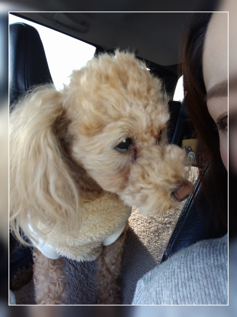 春ルンルン 犬の歯周病その後 年の差夫婦とトイプードル多頭飼い あんずの休日