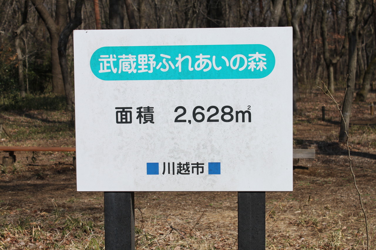 川越市森林公園 森のさんぽ道 と鎌北湖 犬連れおでかけ あんずの休日