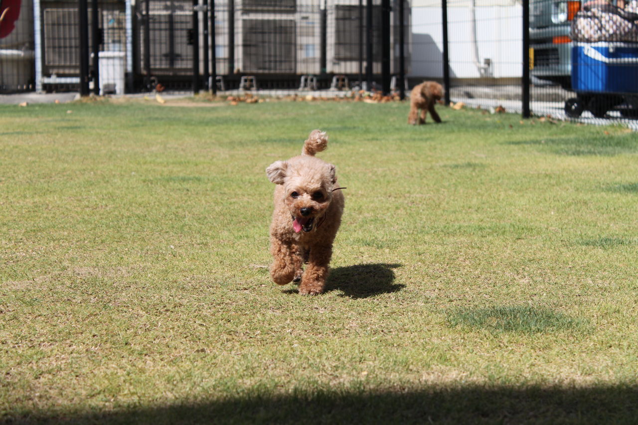 白浜 犬と泊まれる 犬御殿 さん 犬連れ旅行 和歌山県 あんずの休日